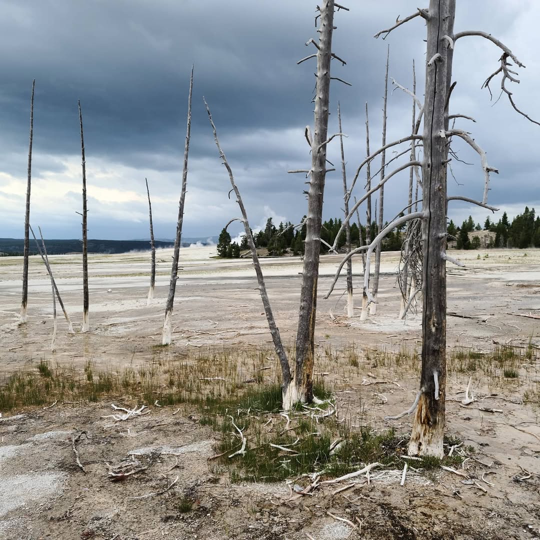 Yellowstone National Park